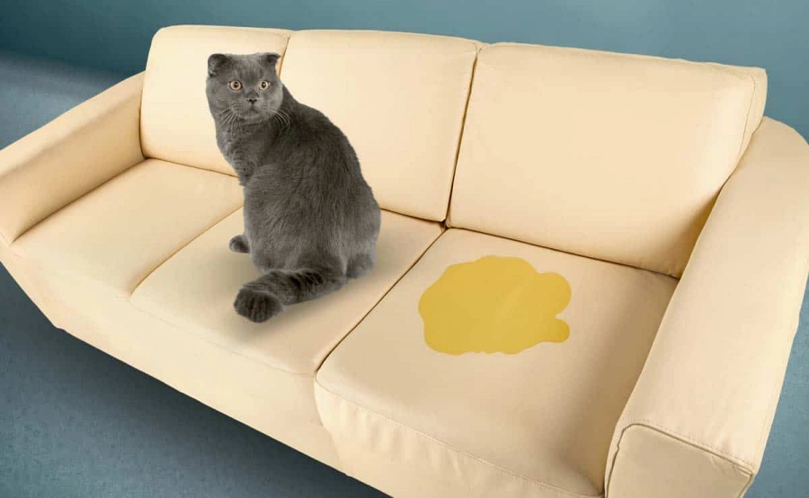 Pet Fez Xixi no Sofá? Entenda Por Que a Higienização Profissional é Essencial